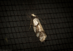 Coesyra hemiphragma