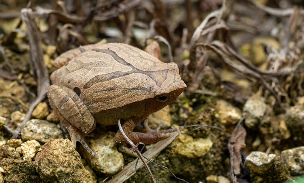Philippine Sticky Frog