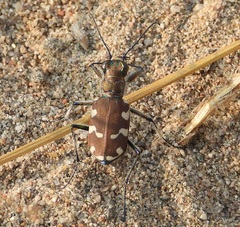 Cicindela transbaicalica