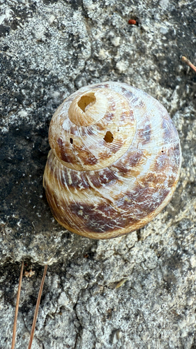 Cornu aspersum