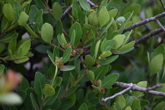 Pterocelastrus echinatus