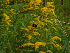 Bombus impatiens