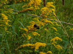Bombus impatiens
