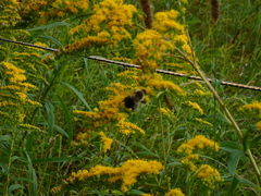 Bombus impatiens