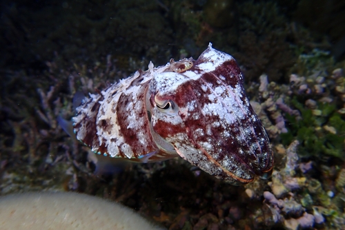 Pharaoh Cuttlefish — seen at this dive site