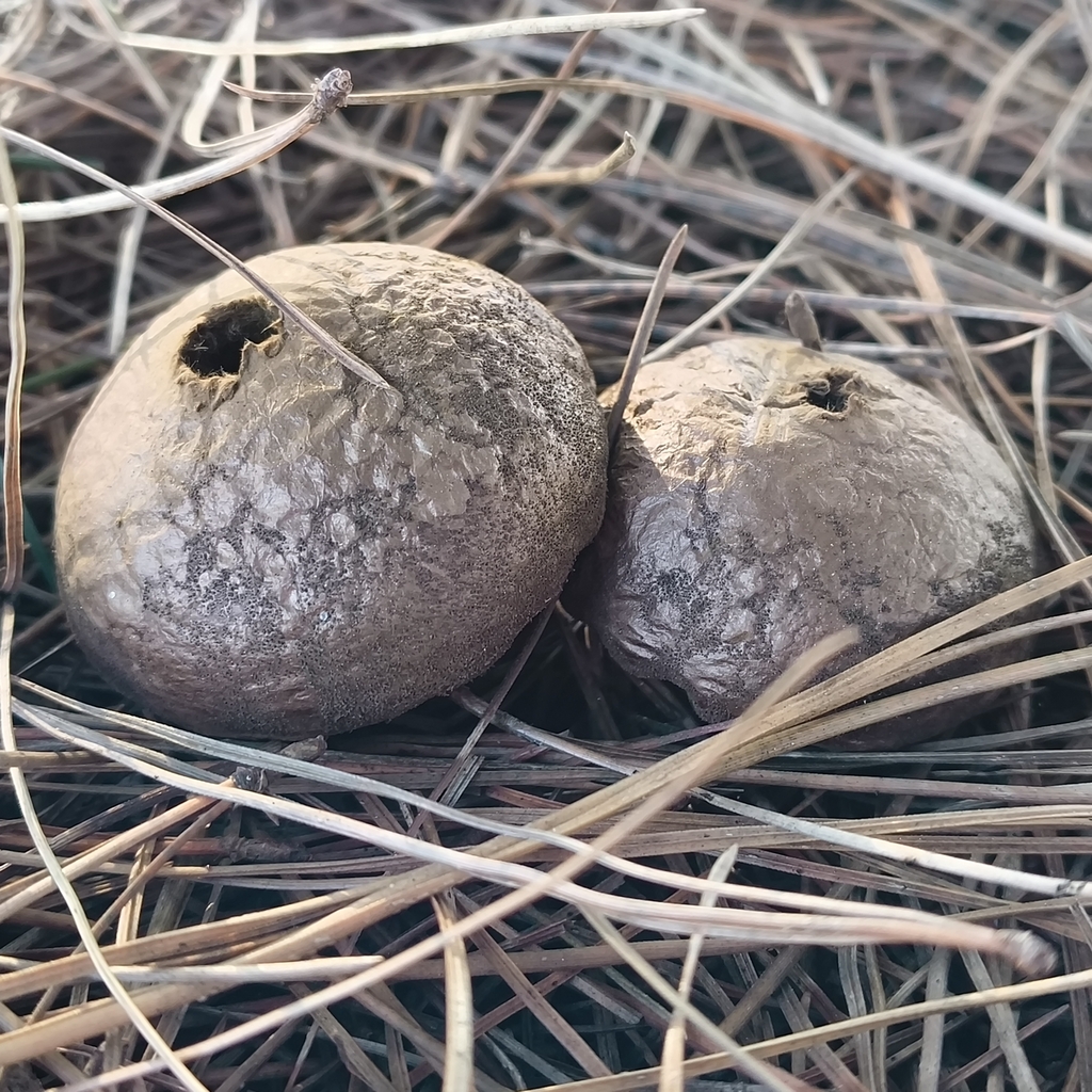 Lycoperdon · July 2025 · photo: © zedt (iNaturalist, cc-by)