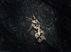 Eudonia aphrodes