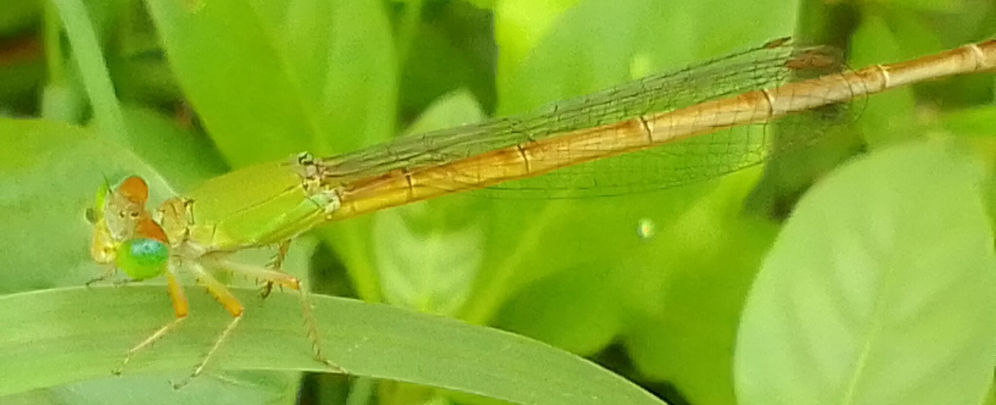 Coromandel Marsh Dart