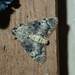 Pyralis