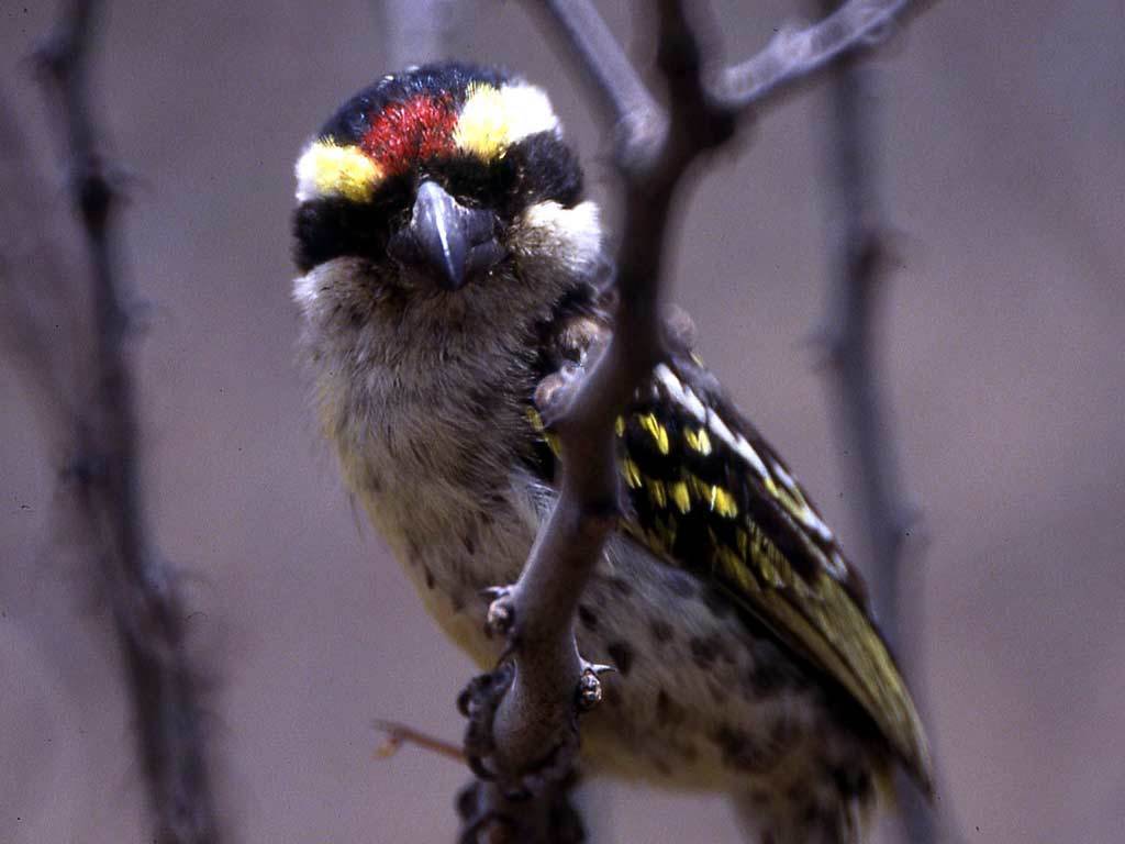 Red-Fronted Barbet