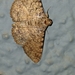 Polydesma boarmoides