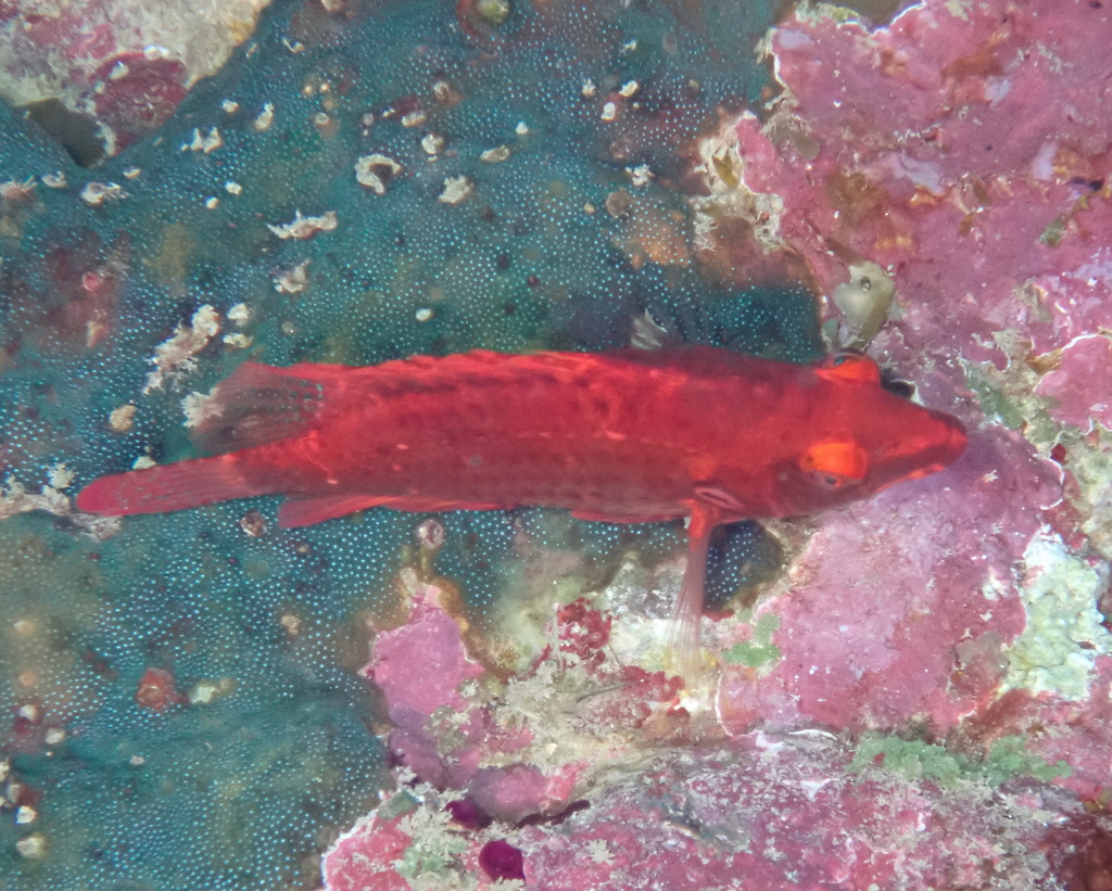 Cockerel Wrasse