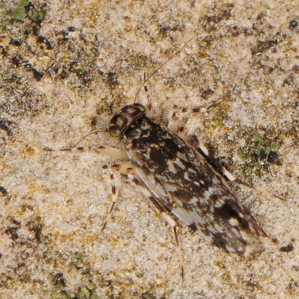Stimulopalpus
