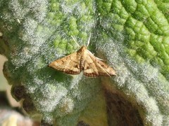 Pyrausta californicalis