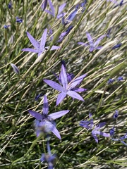 Euregelia sewerzowii (Euregelia sewerzowii)