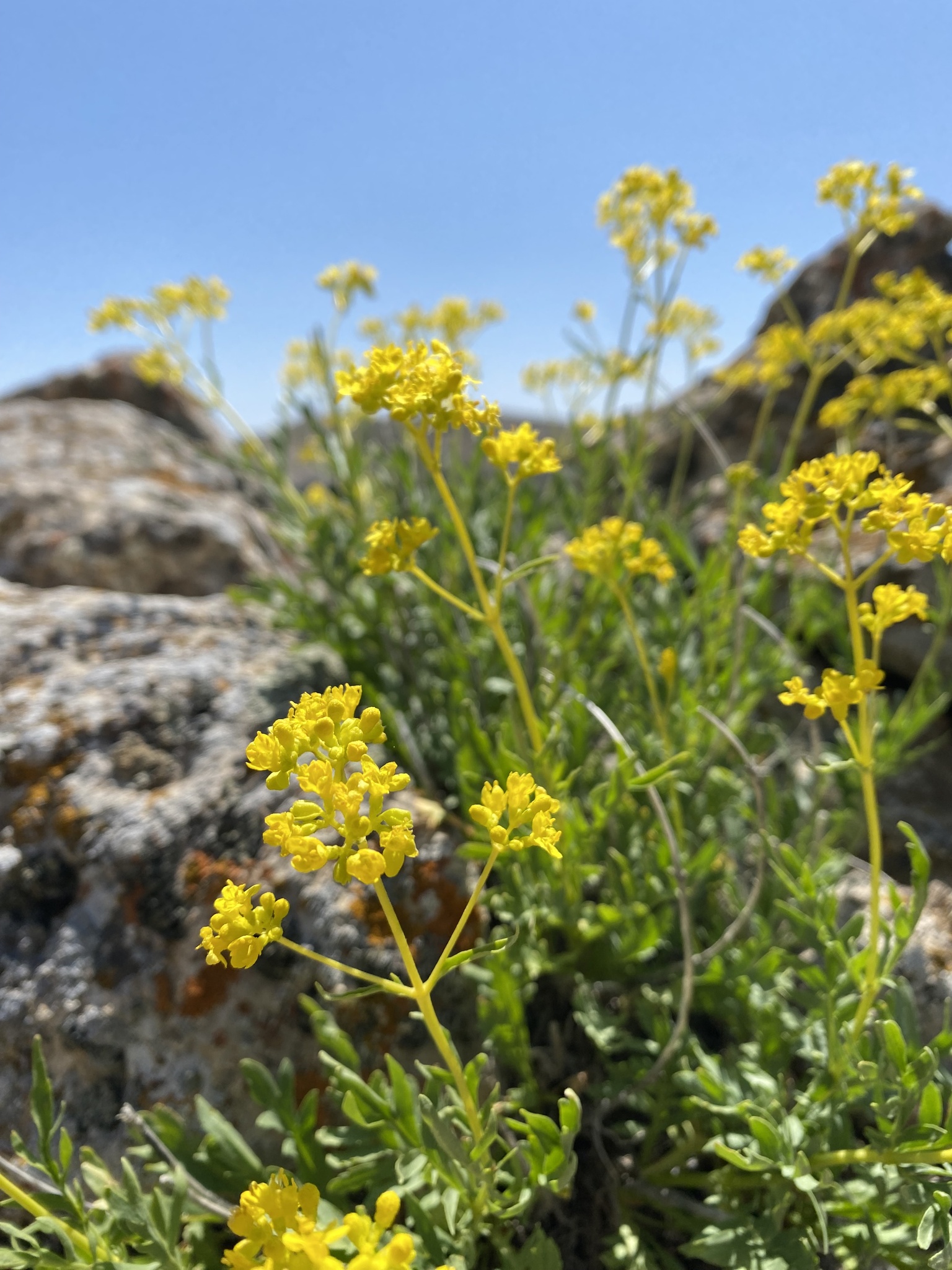 Patrinia intermedia