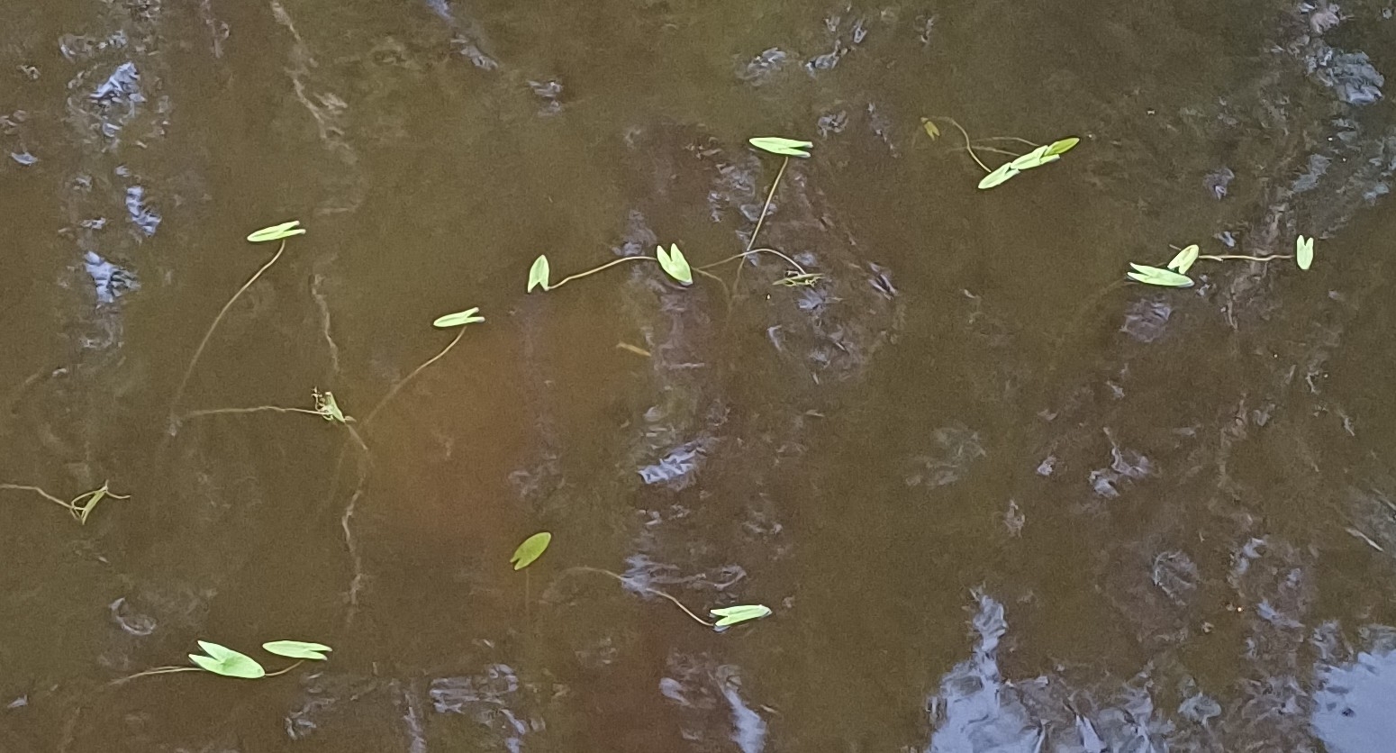 Floating Arrowhead (Sagittaria natans)