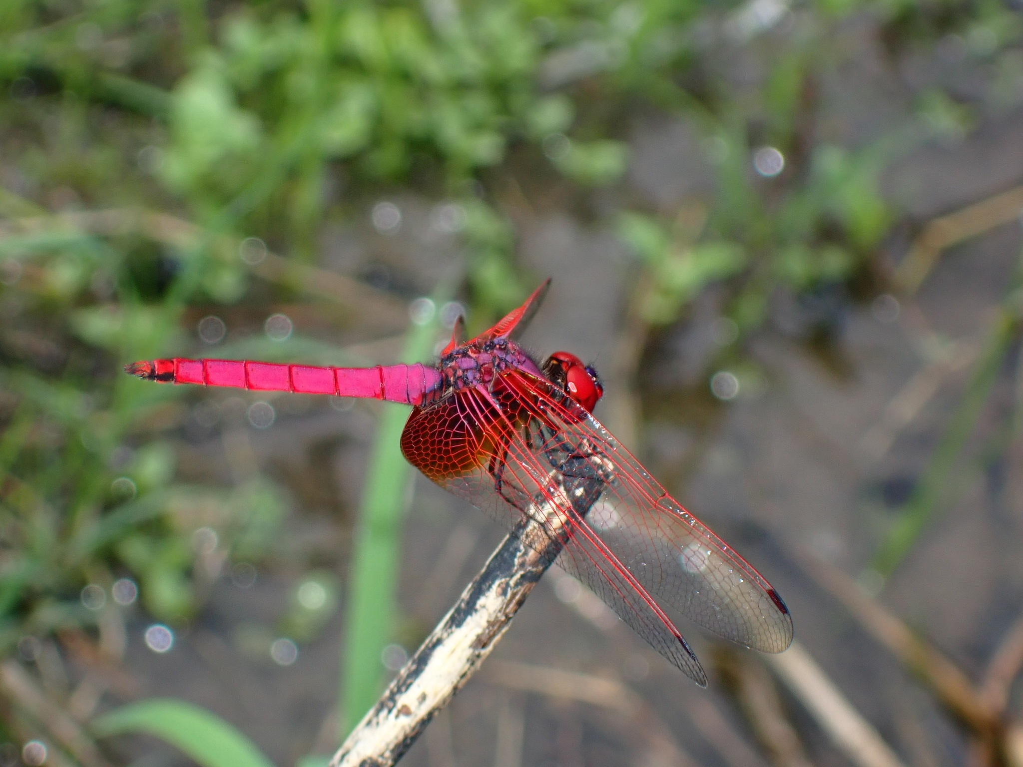 Crimson Marsh Glider