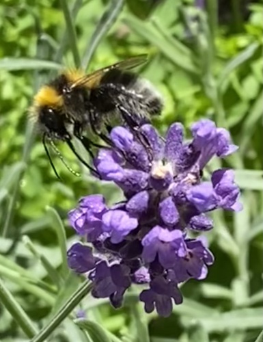 Gartenhummel