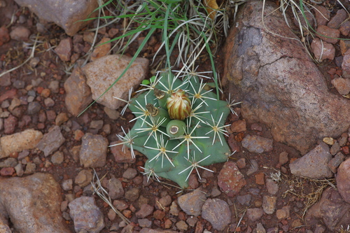 Long-tubercle beehive cactus (Coryphantha robustispina)