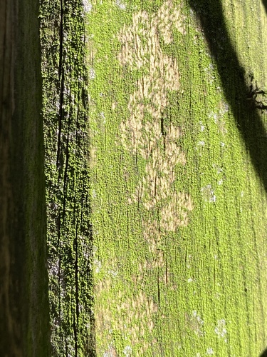 Echte Schlauchpilze