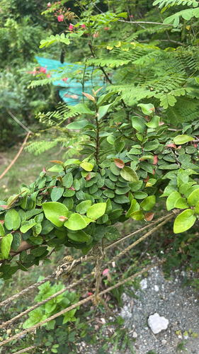 Ficus observed 2025-07-22