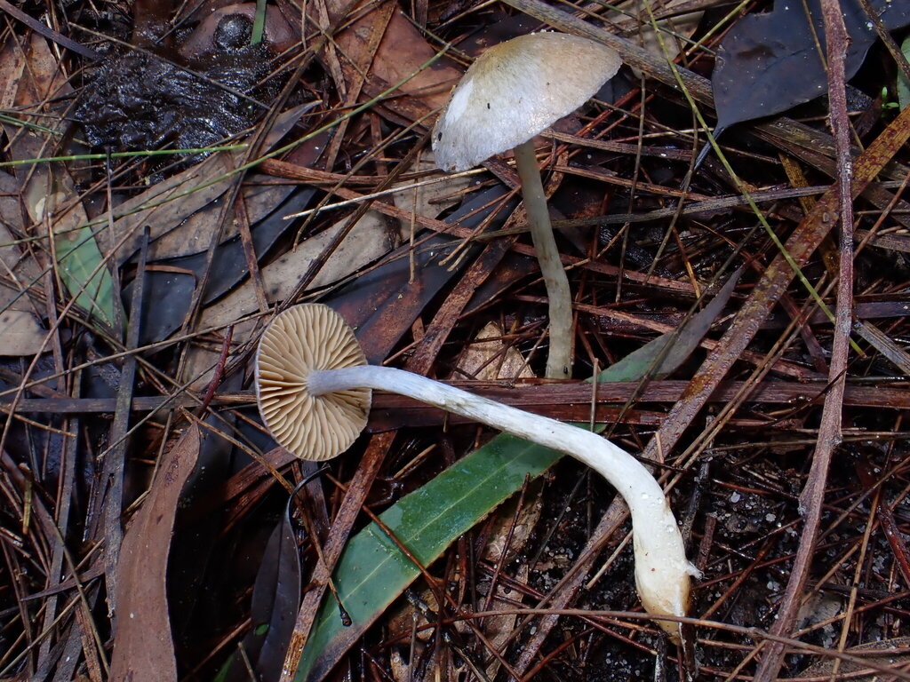 Cortinarius austroevernius · July 2025 · photo: © oqt (iNaturalist, cc-by)