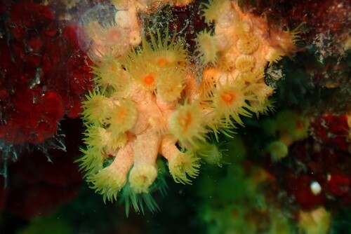 Photo of Yellow cluster anemone (Parazoanthus axinellae)