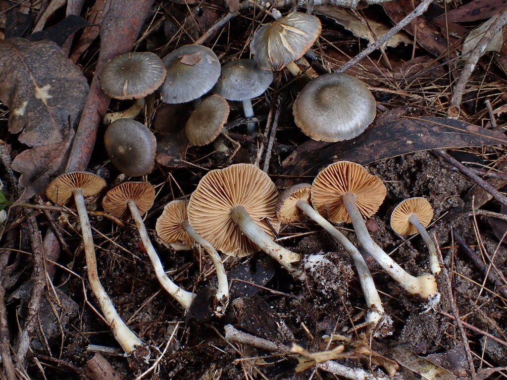 Cortinarius austroevernius · July 2025 · photo: © oqt (iNaturalist, cc-by)