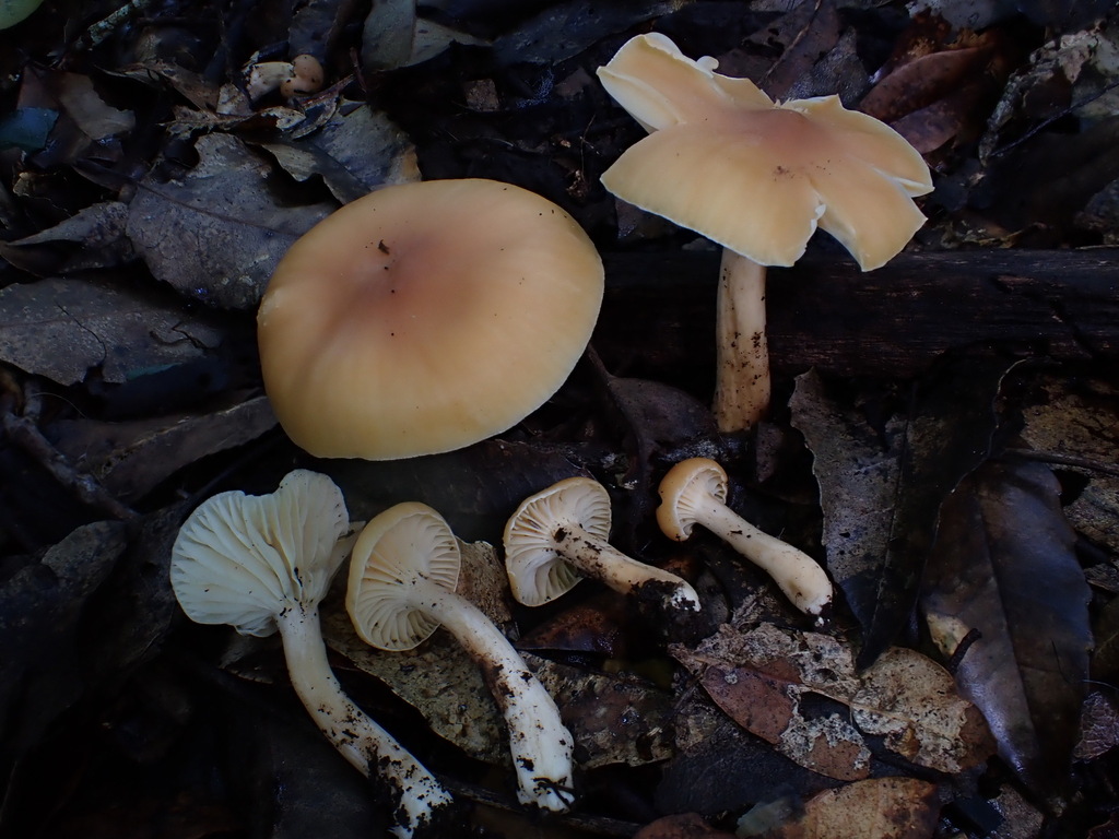 Cuphophyllus austropratensis