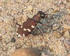 Cicindela transbaicalica