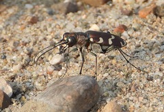 Cicindela transbaicalica