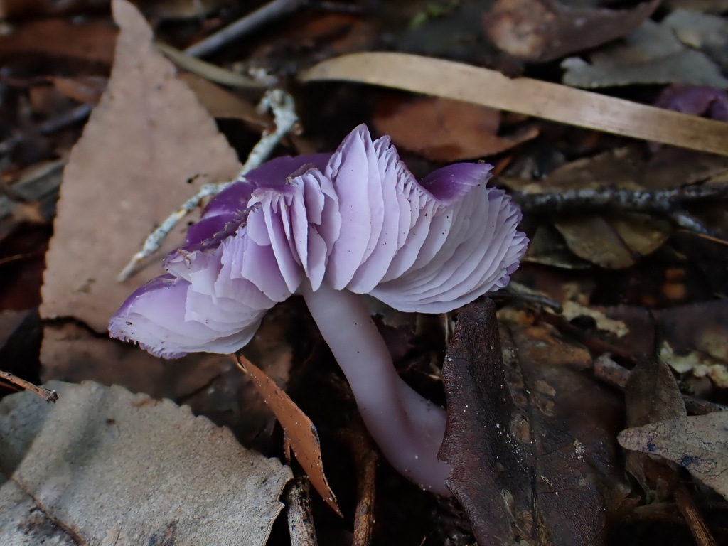 Porpolomopsis lewelliniae · July 2025 · photo: © oqt (iNaturalist, cc-by)