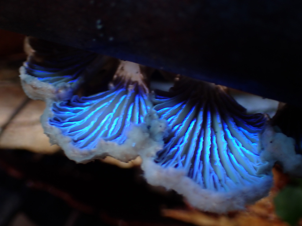 Schizophyllum commune · July 2025 · photo: © oqt (iNaturalist, cc-by)