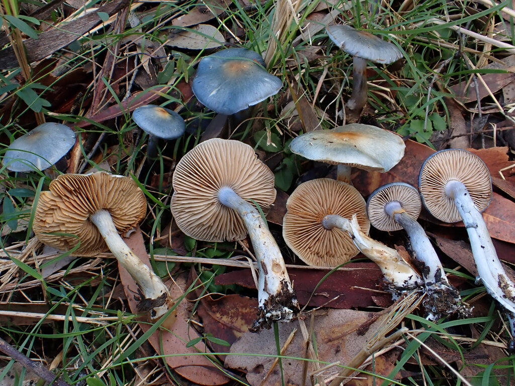 Cortinarius rotundisporus · July 2025 · photo: © oqt (iNaturalist, cc-by)