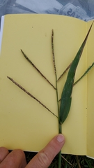 Paspalum pubiflorum