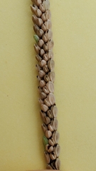 Paspalum pubiflorum