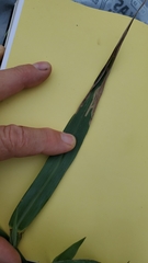 Paspalum pubiflorum