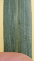Paspalum pubiflorum