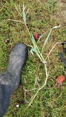 Paspalum pubiflorum