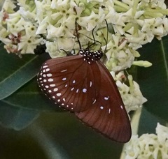 Euploea modesta modesta