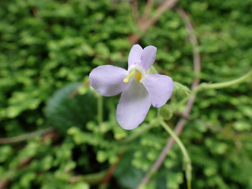 Dorcoceras hygrometricum