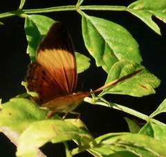 Cirrochroa orissa