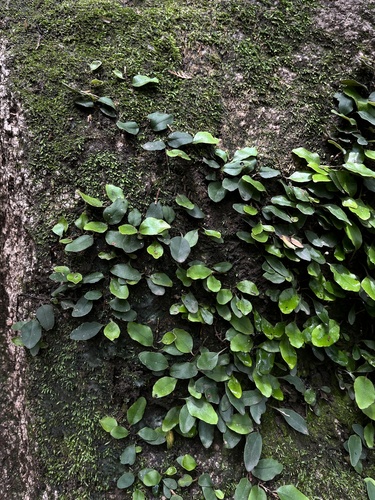 Pyrrosia petiolosa, photograph 1