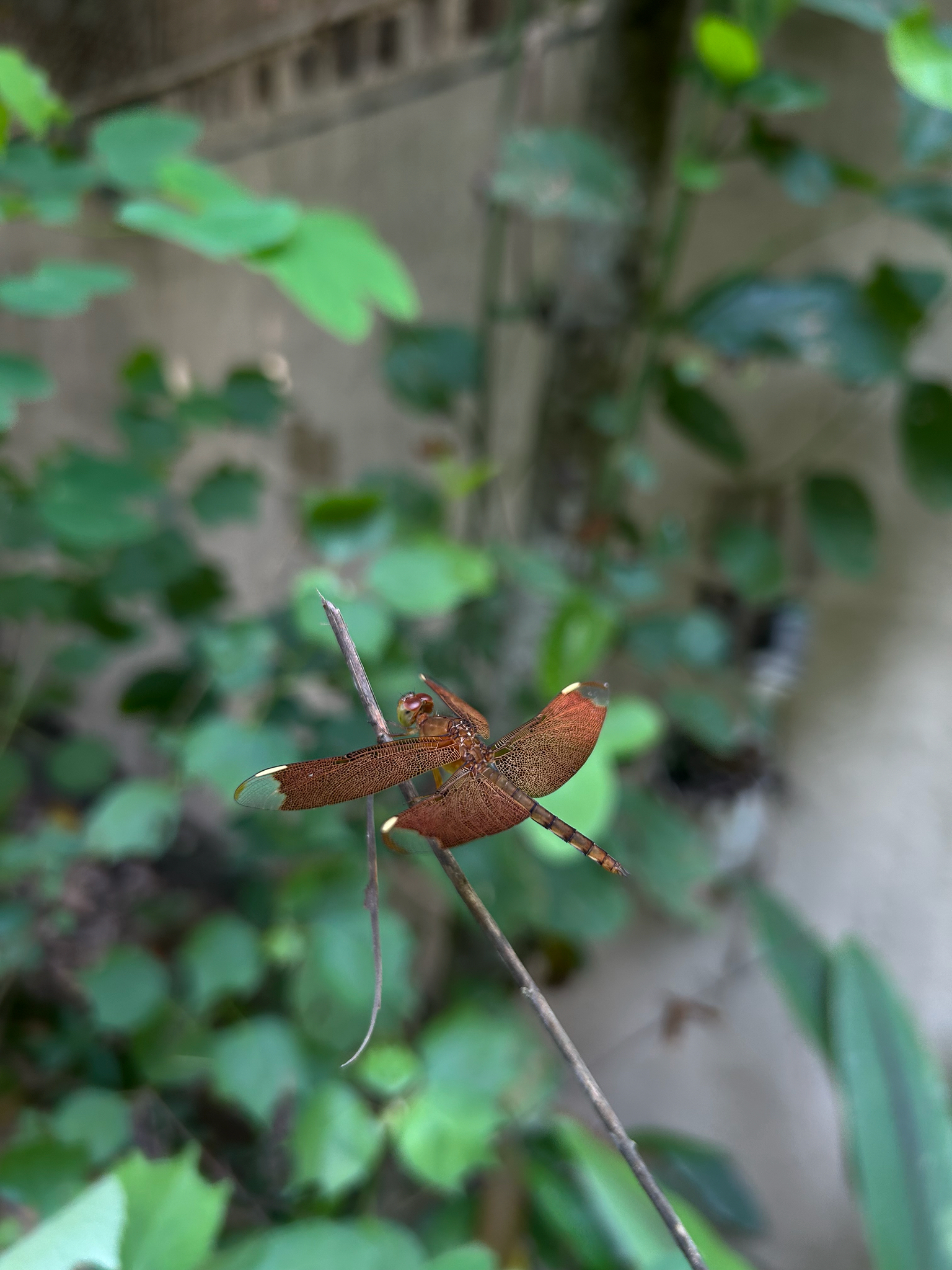 Fulvous Forest Skimmer