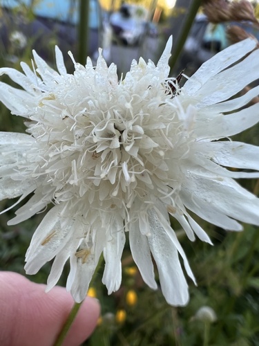 Knautia tatarica (Knautia tatarica)