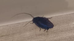 Periplaneta fuliginosa