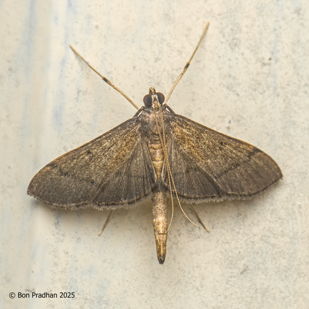 Bradina translinealis