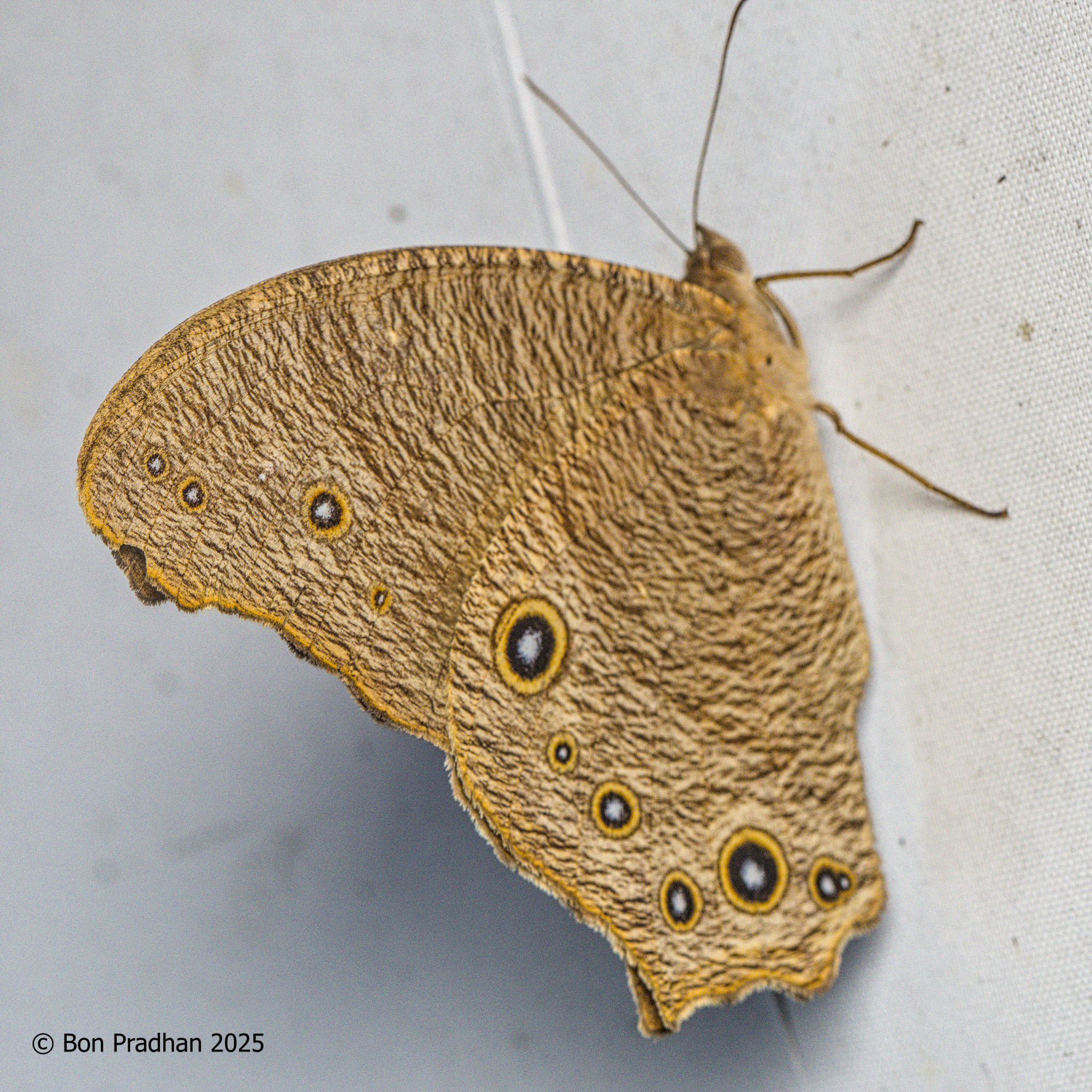 Common Evening Brown
