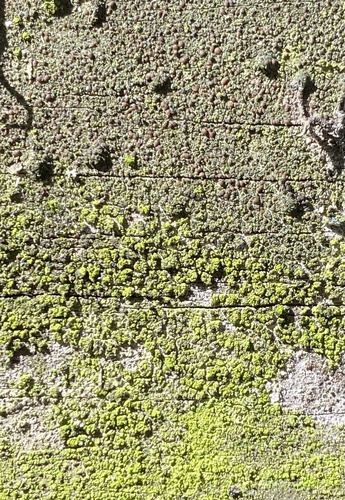 Echte Schlauchpilze